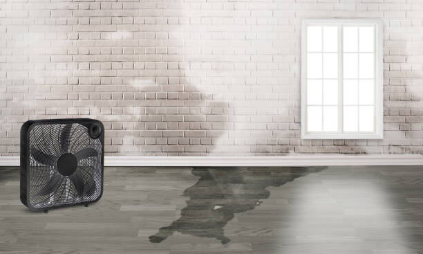 Best Water damage restoration near me  in St Augustine Beach, FL